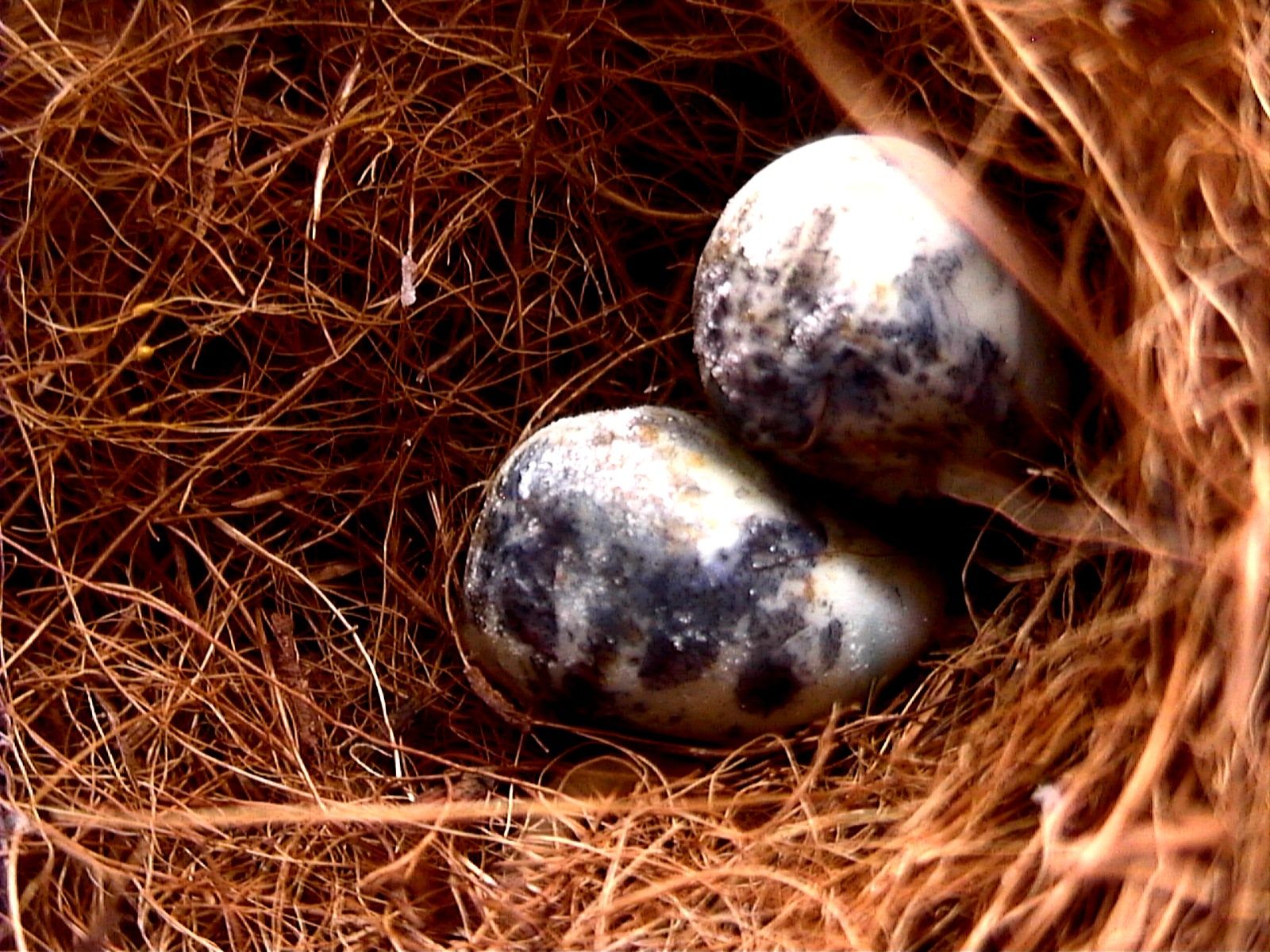 Make a Bird's Nest & Eggs (Slideshow) Instructables