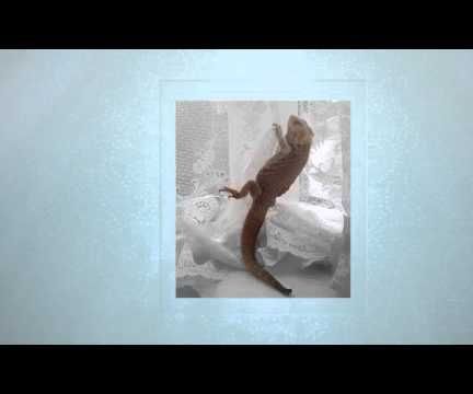 Healthy Bearded Dragon