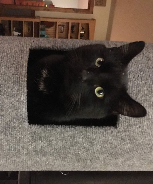Cat Tower