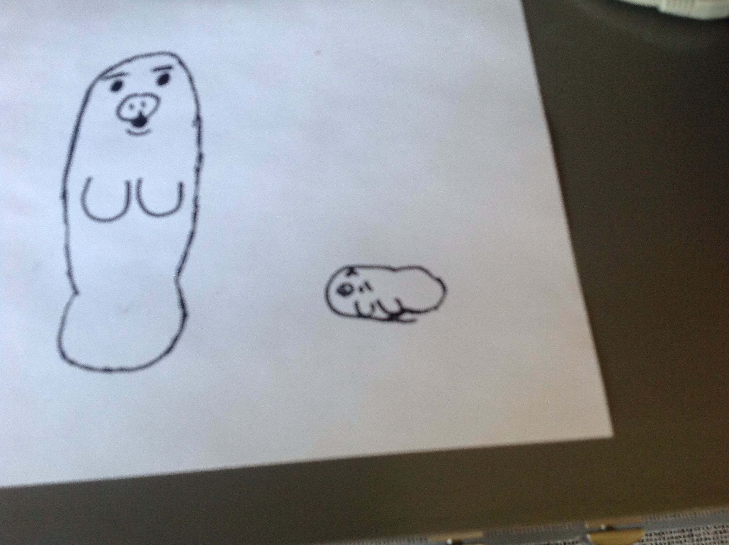 How to Draw a Manatee