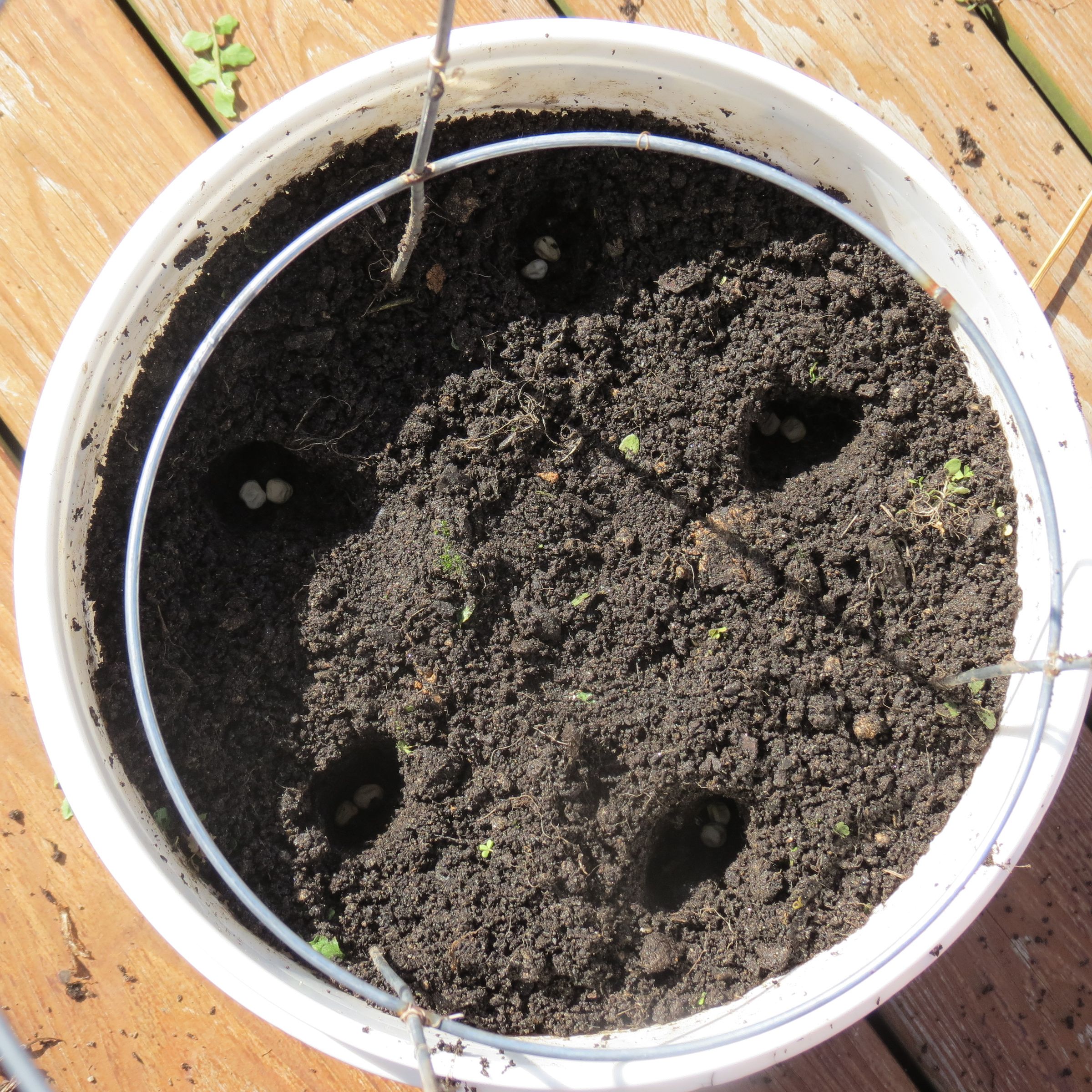 How to Grow Peas in a 5 Gallon Container