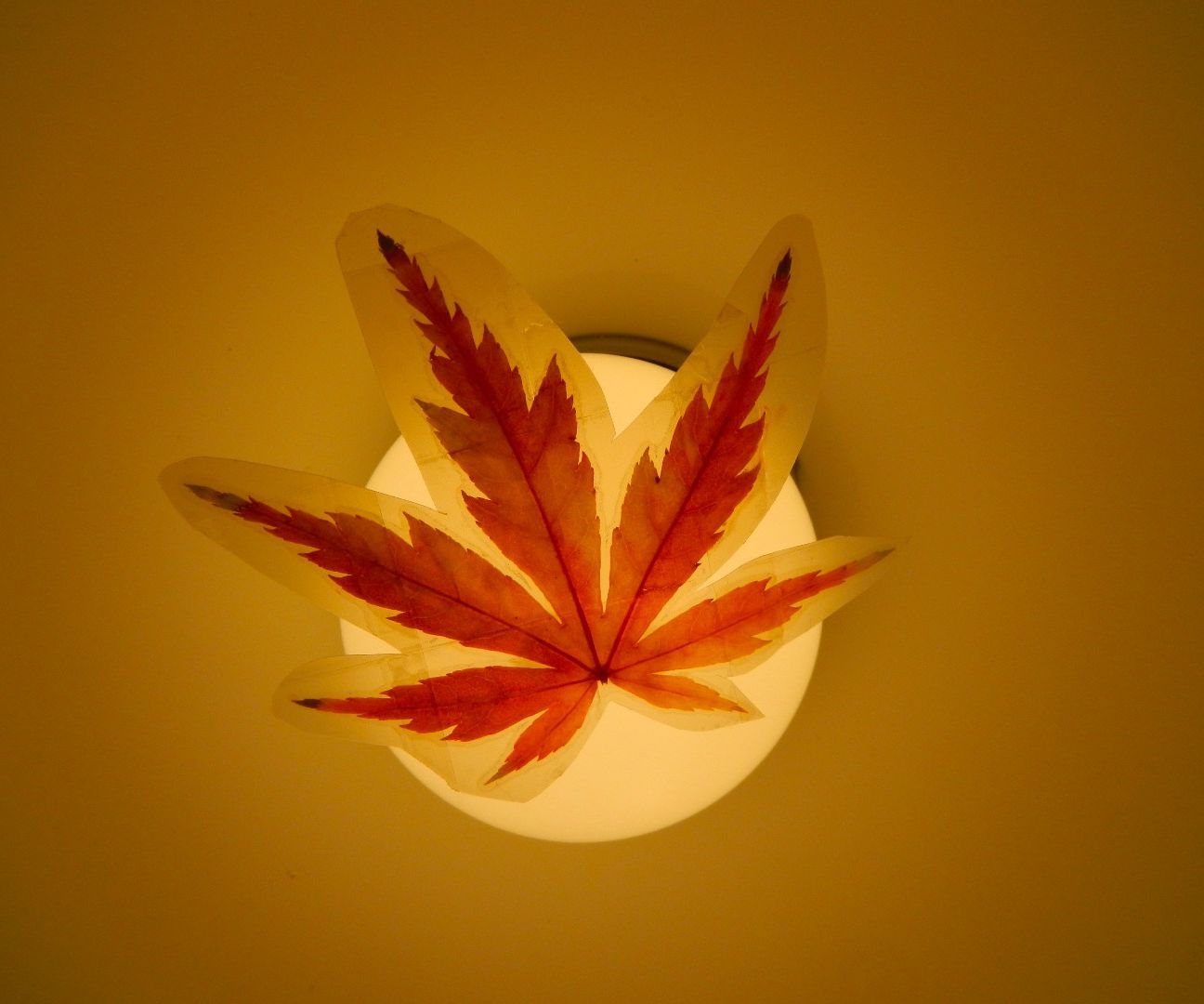 How to Capture Fall's Colors With Scotch Tape