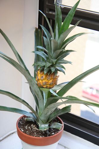 How to Grow Pineapple