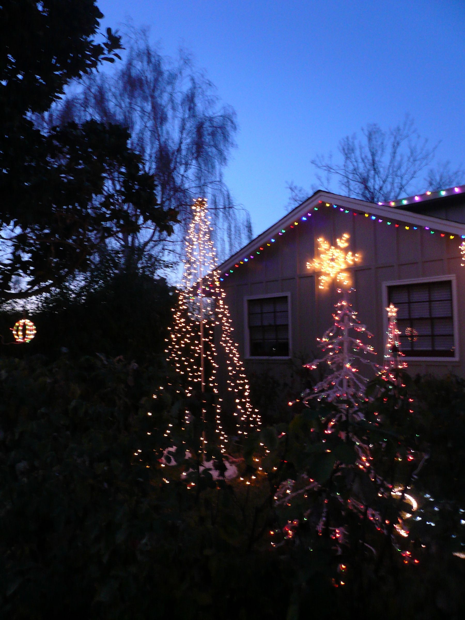 Outdoor String-of-Lights tree for the holidays.