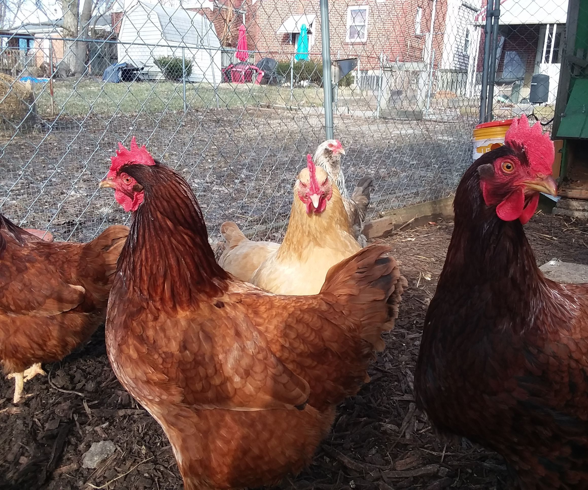 Automatic Chicken Coop Door - No Programming Needed!