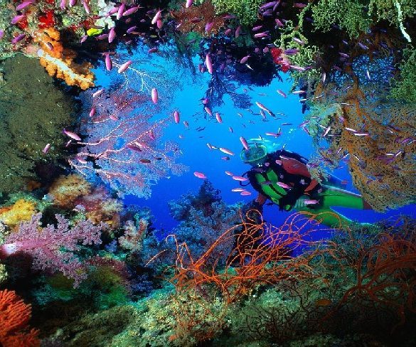 Enjoy the Underwater Life With Scuba Diving!!