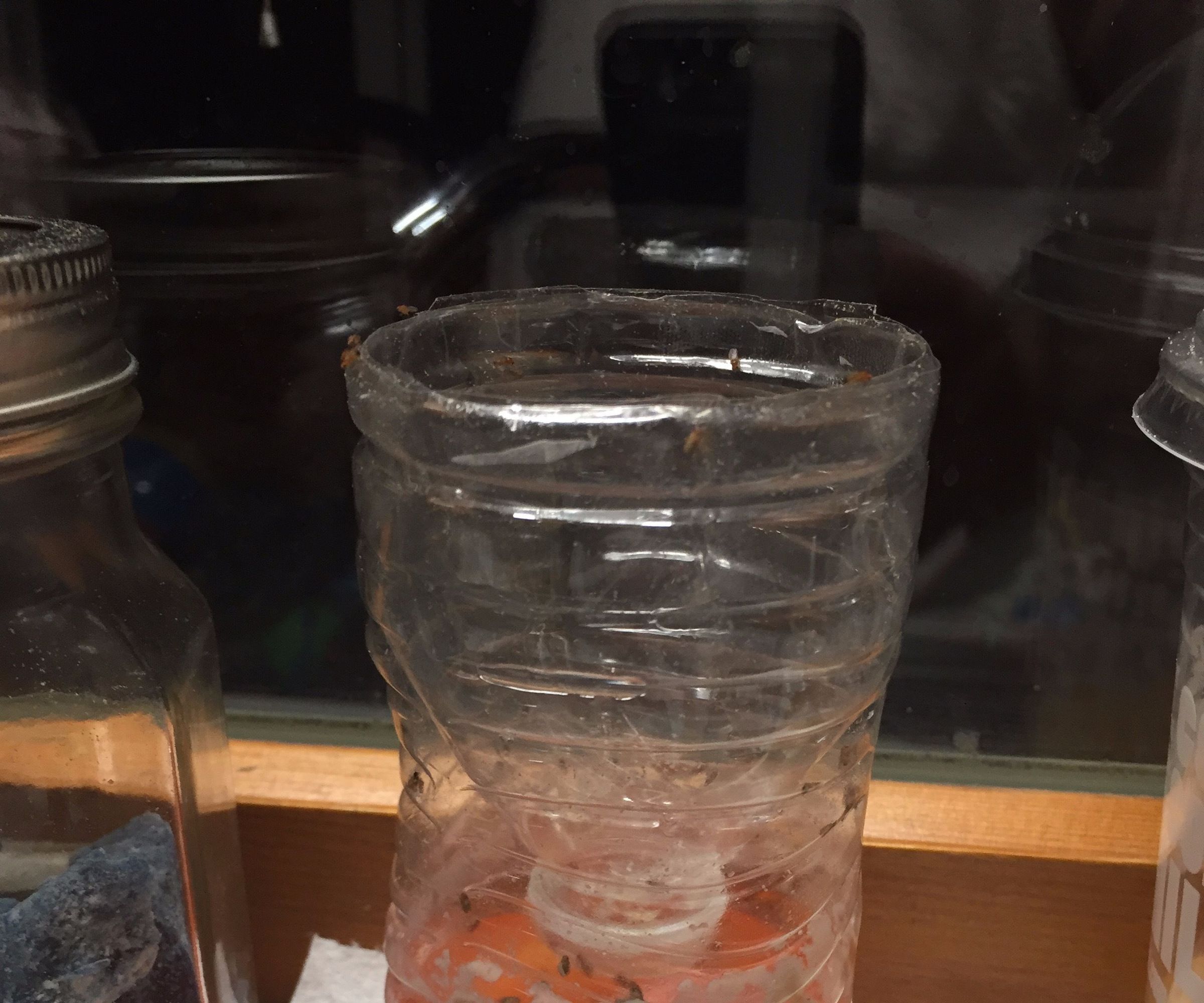 Simple House or Fruit Fly Trap