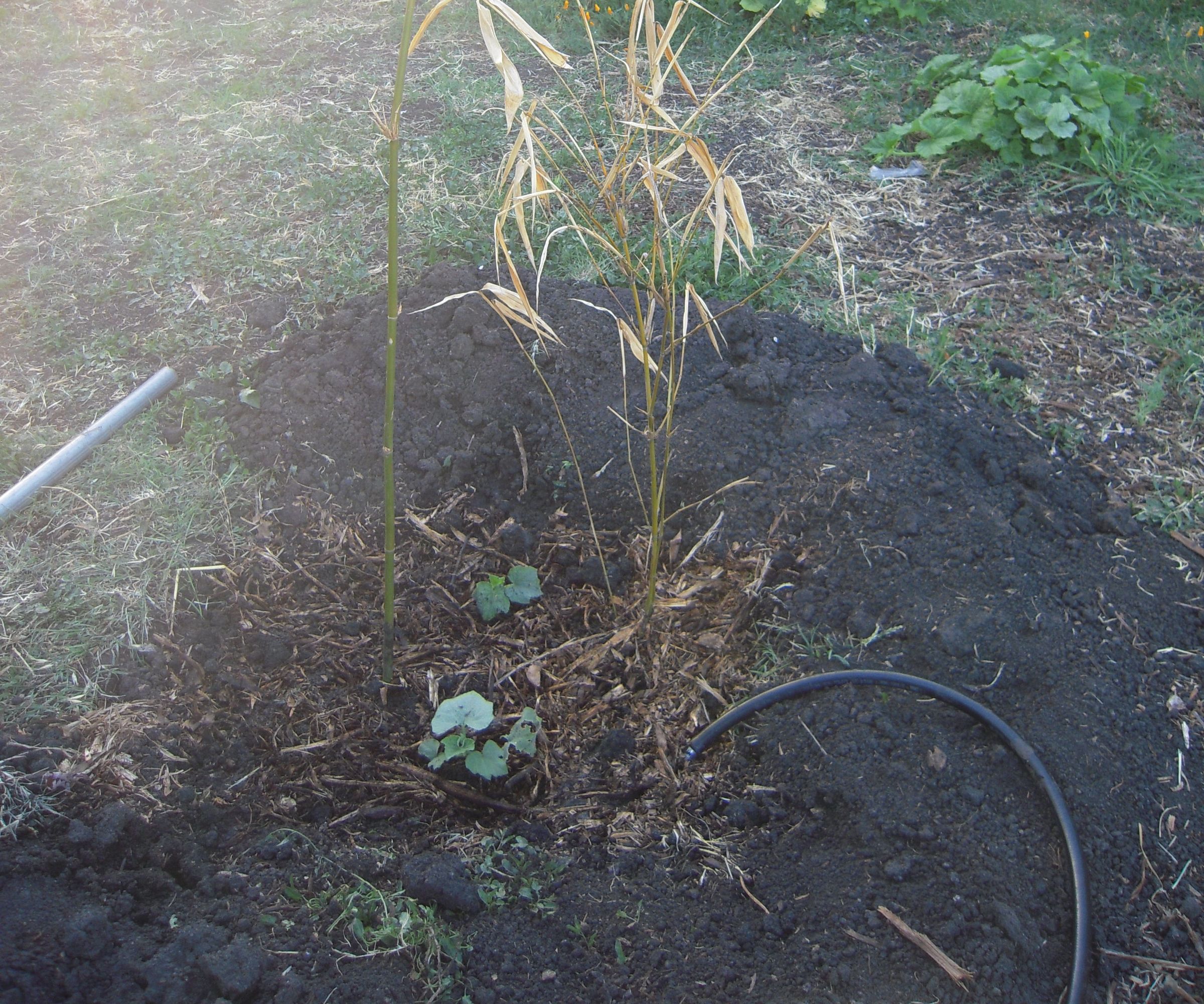Sheet Mulching