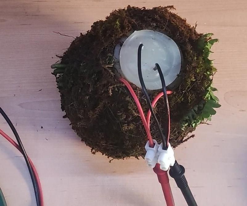 Kokedama Power