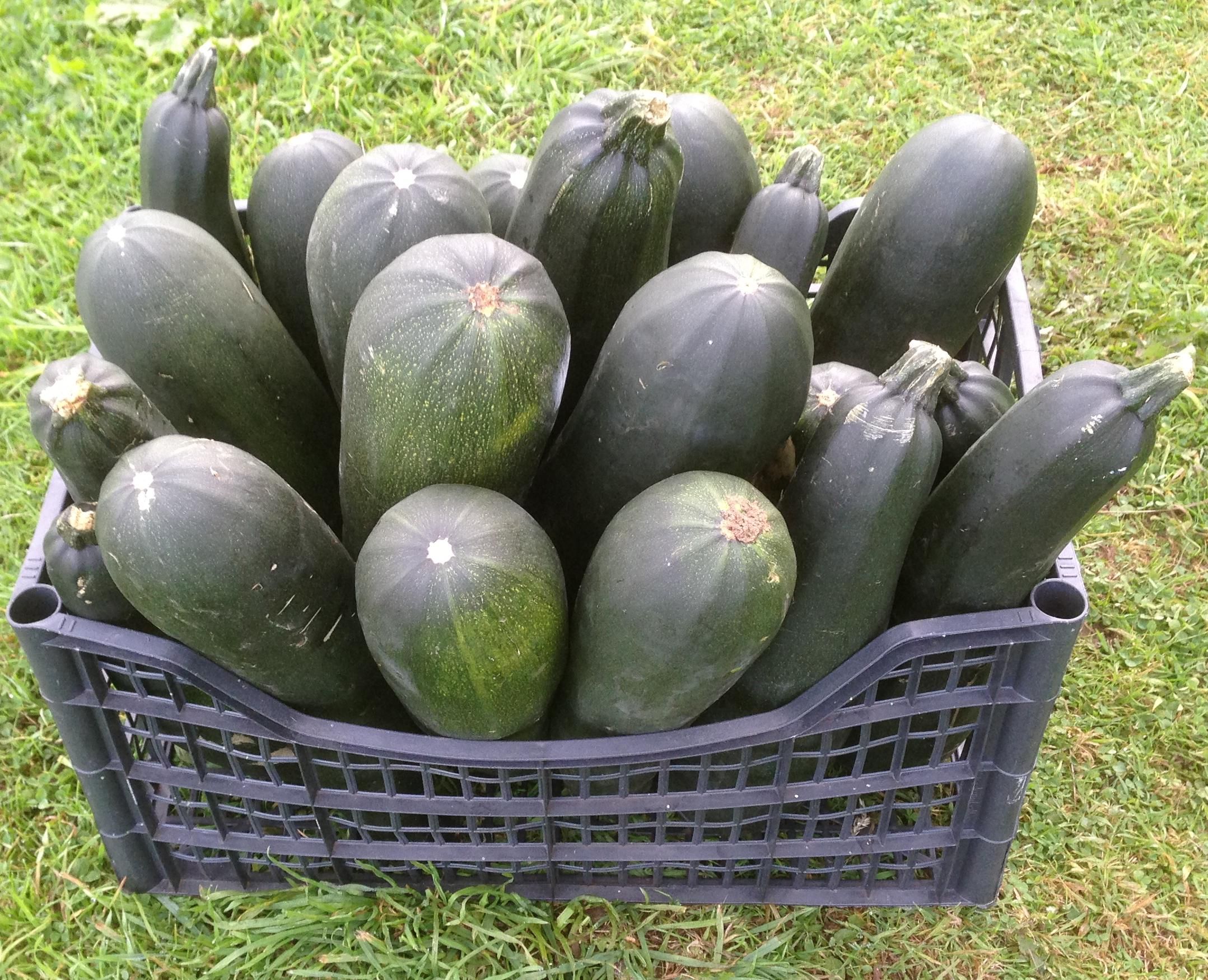 Marrow Beer From Homegrown Ingredients
