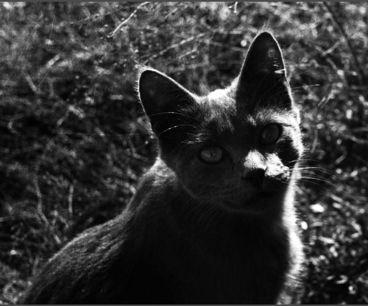 How to Make Any Photo Spooky With BeFunky Photo Editor