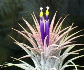 How To Make DIY Grow Lights With LED Strip Lights