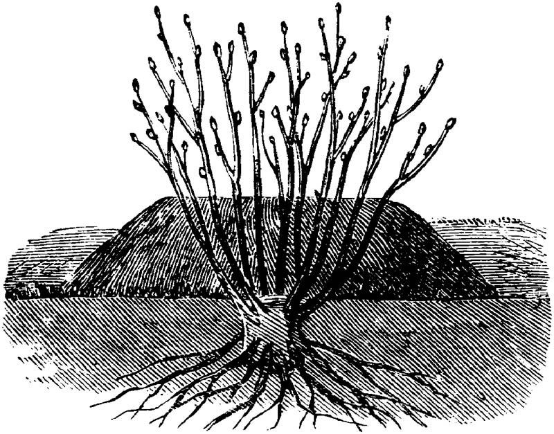 Growing New Plant From the Parent Plant - LAYERING