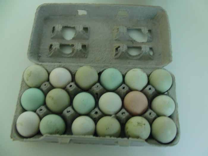 How to Make Hard Boiled Eggs in a Halogen Light Heated Oven
