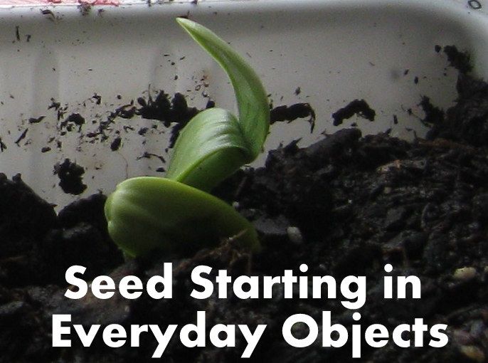 Seed Starting in Everyday Household Objects.