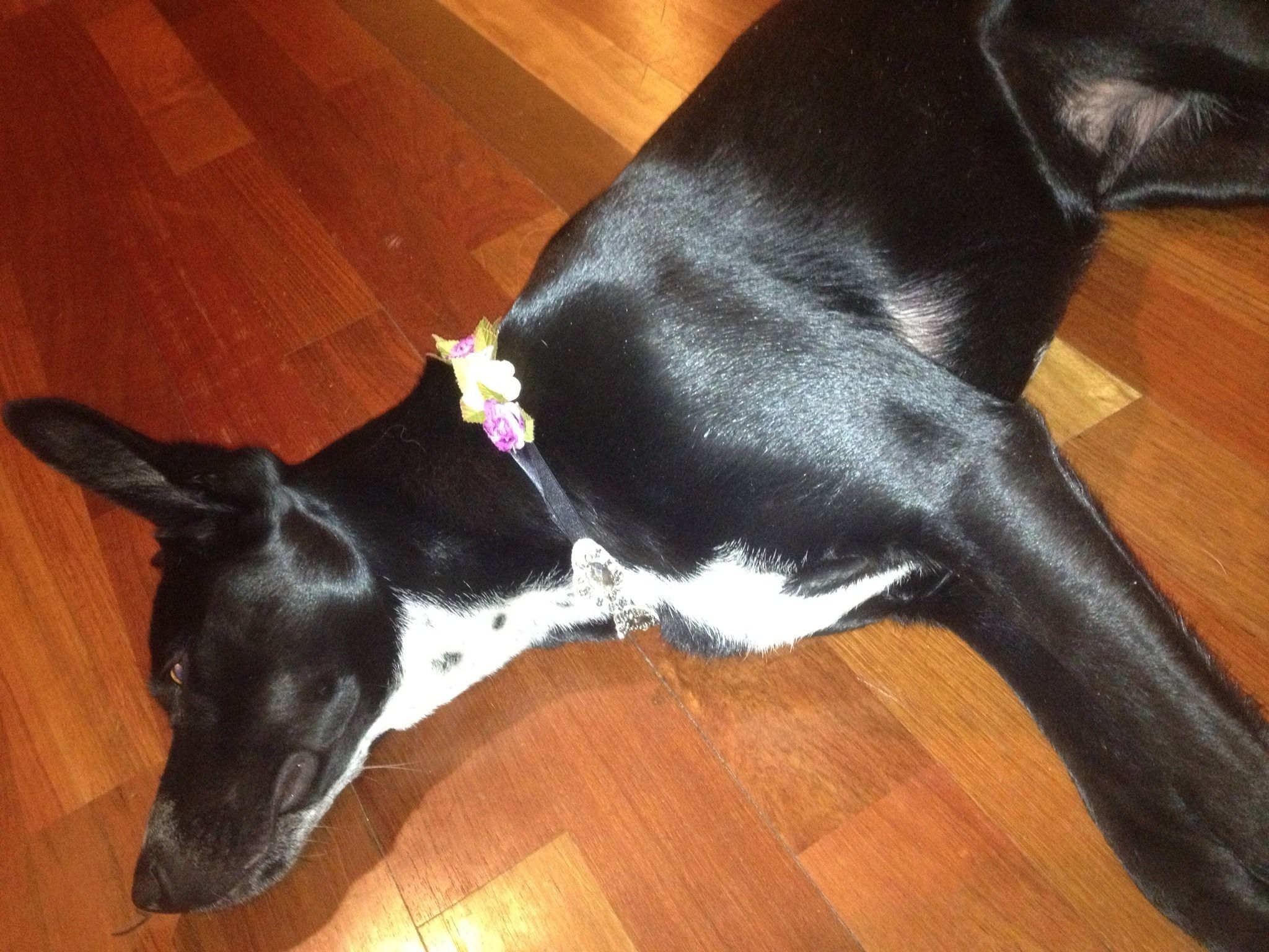 Teach Your Dog to Play Fetch