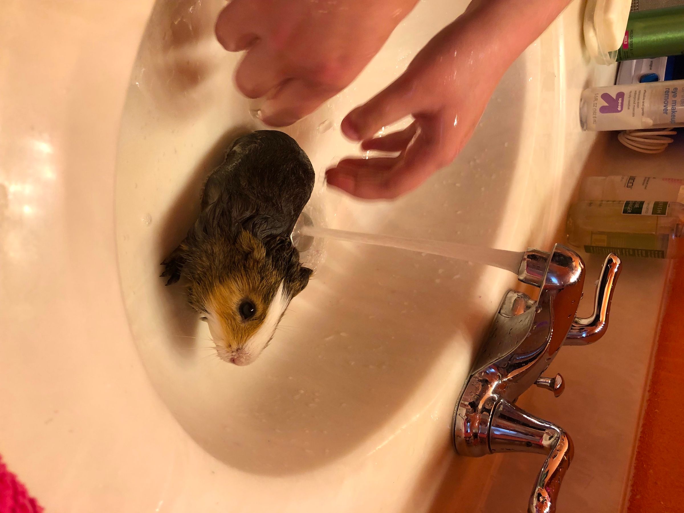 How to Bathe a Guinea Pig 4 Steps Instructables