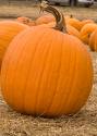 Mini Pumpkin Pies