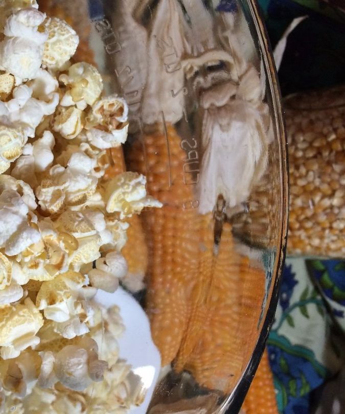 Grow and Harvest Your Own Popcorn in 15 Fun Steps