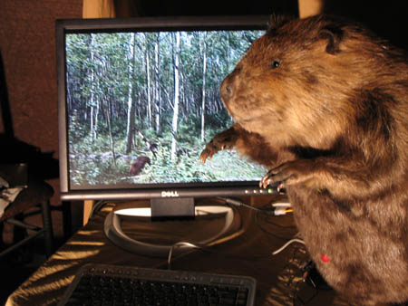 Compubeaver --> How to Case Mod a Beaver - in 29 Easy Steps!