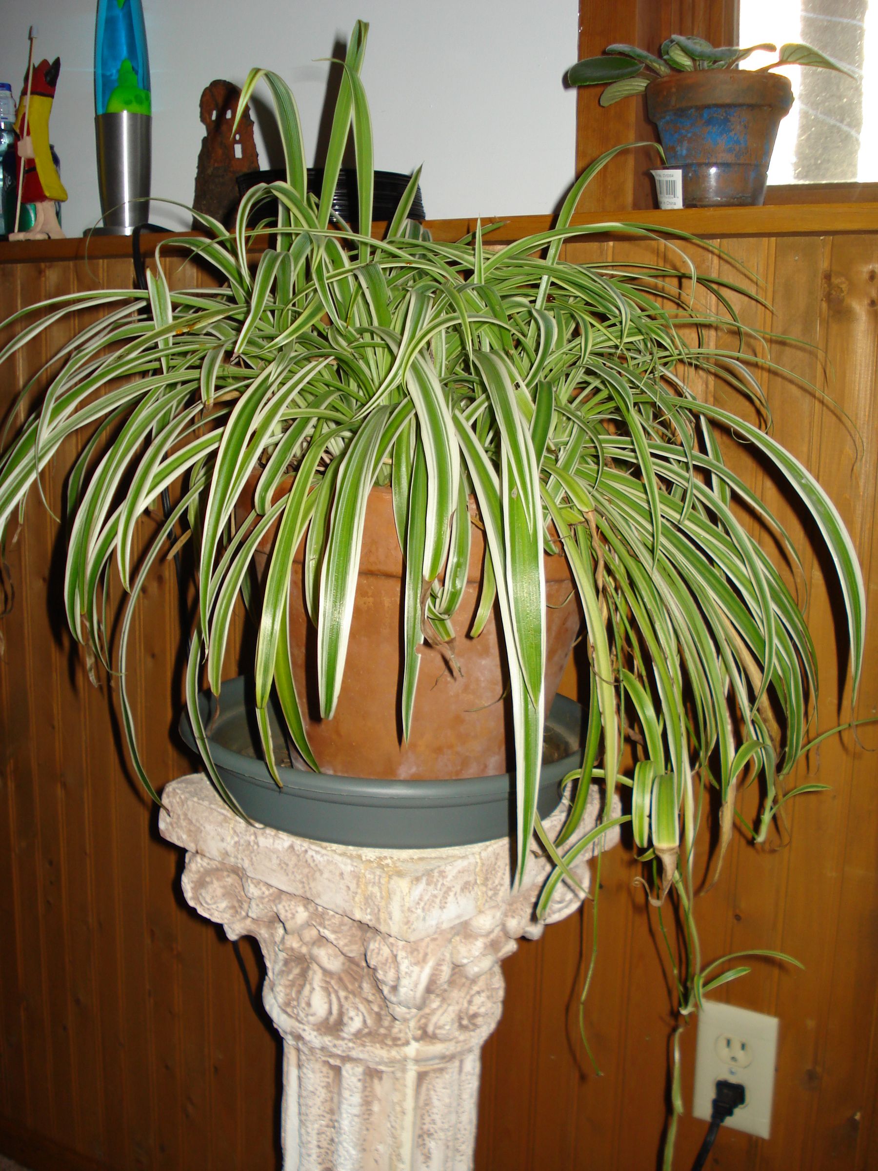 How to Multiply Your Spider Plants : 4 Steps (with Pictures) - Instructables