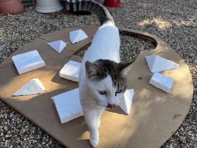 Make the Big Cup 48" Dia - Coroplast 4 MM and Top