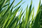 Going Green World Wide