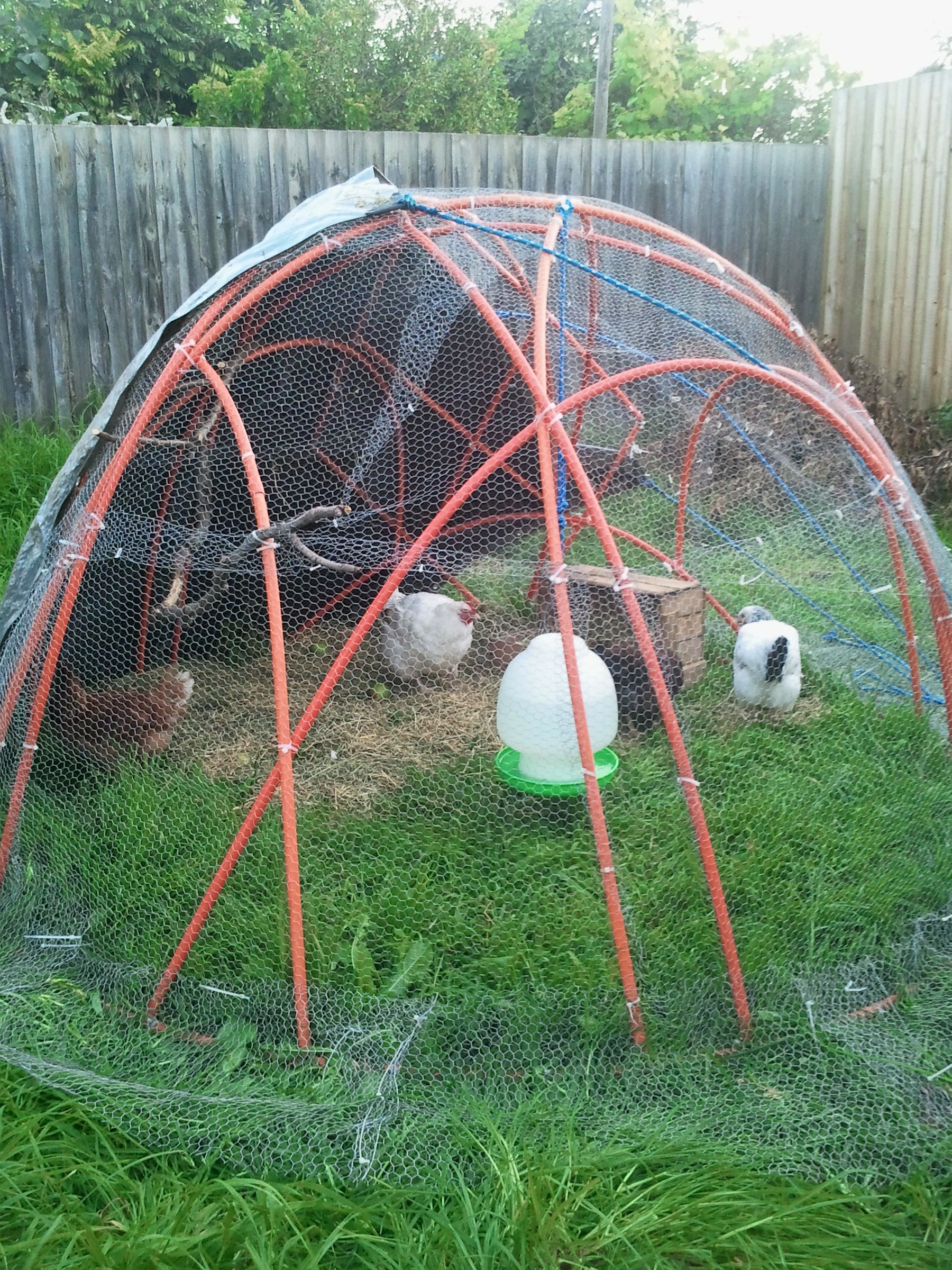 Chook Dome - Domestic Size