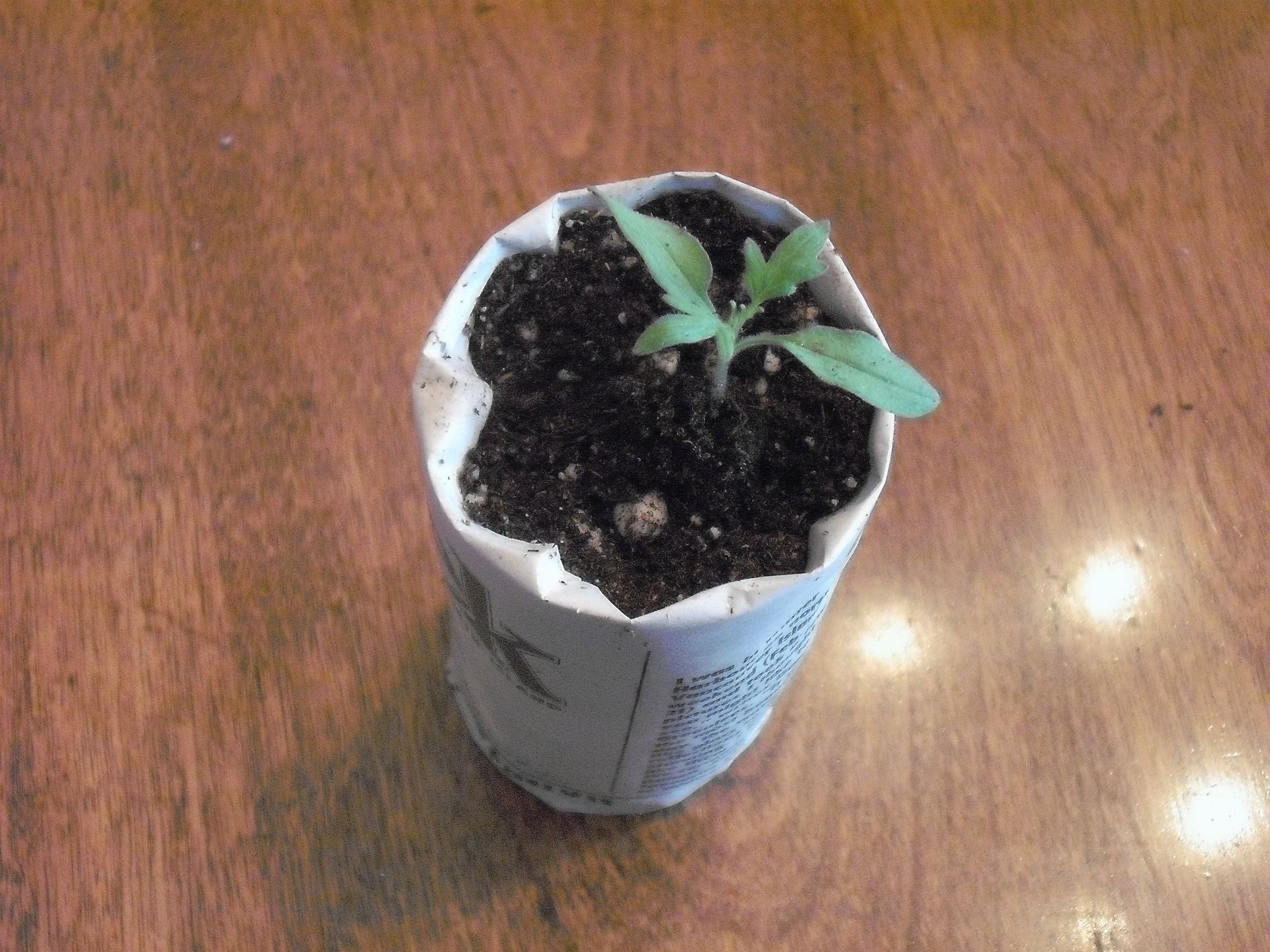 Making Paper Plant Pots