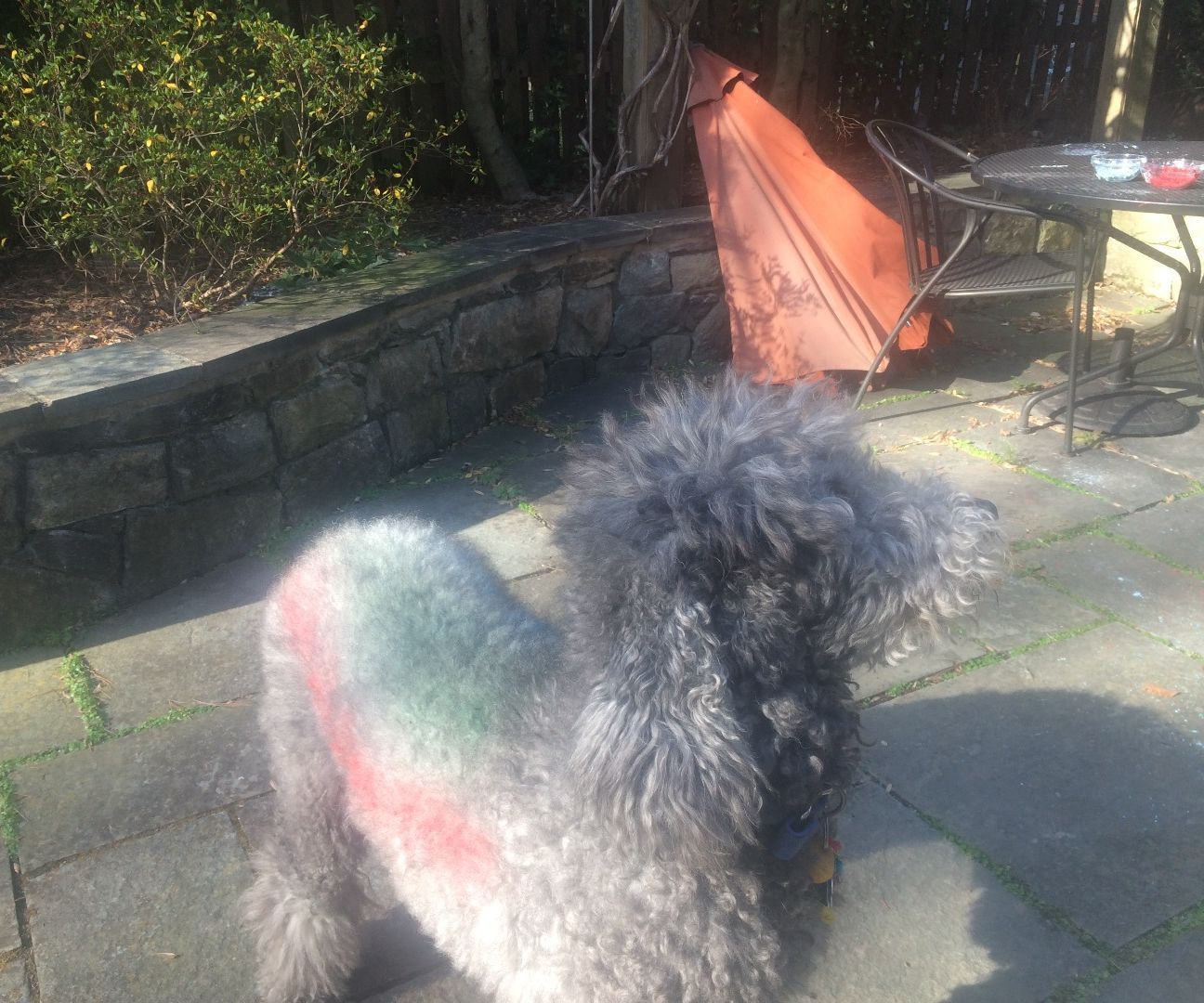 How to Dye Your Dog or Cat(with Home Made Dye)! : 3 Steps - Instructables