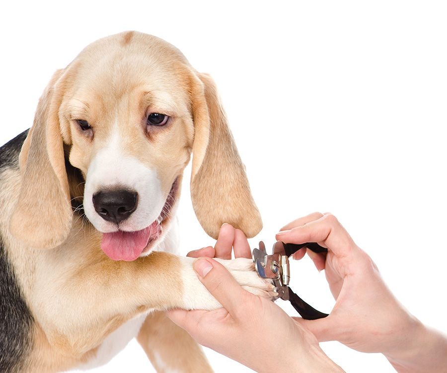 Groom Your Pet Well