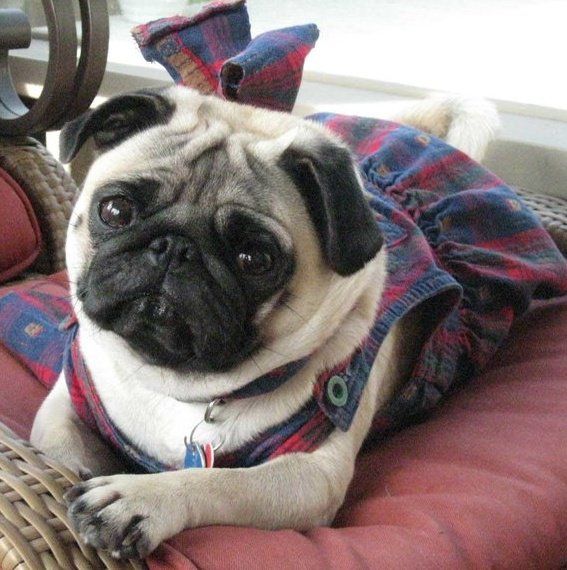 How to get outside if you are a pug