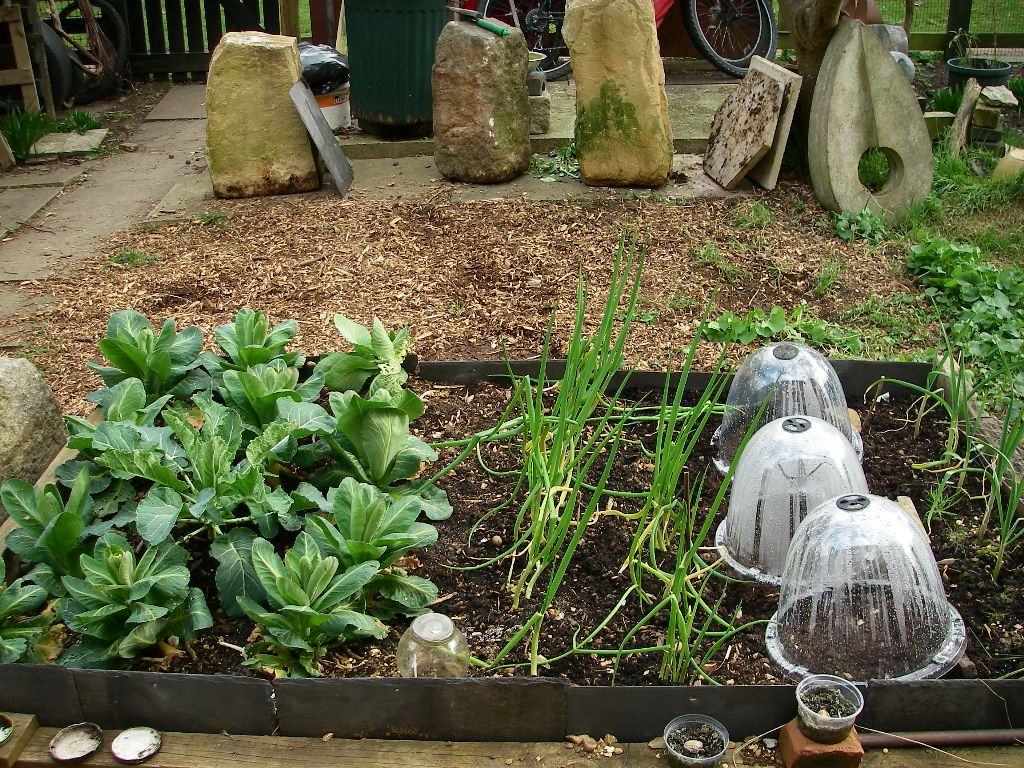 Grow Food in Your Bed.