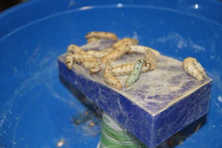 Technique: Silk Worm Composite Layup