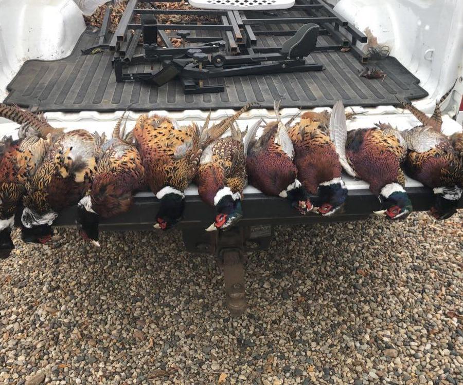 How to Clean a Pheasant 6 Steps Instructables