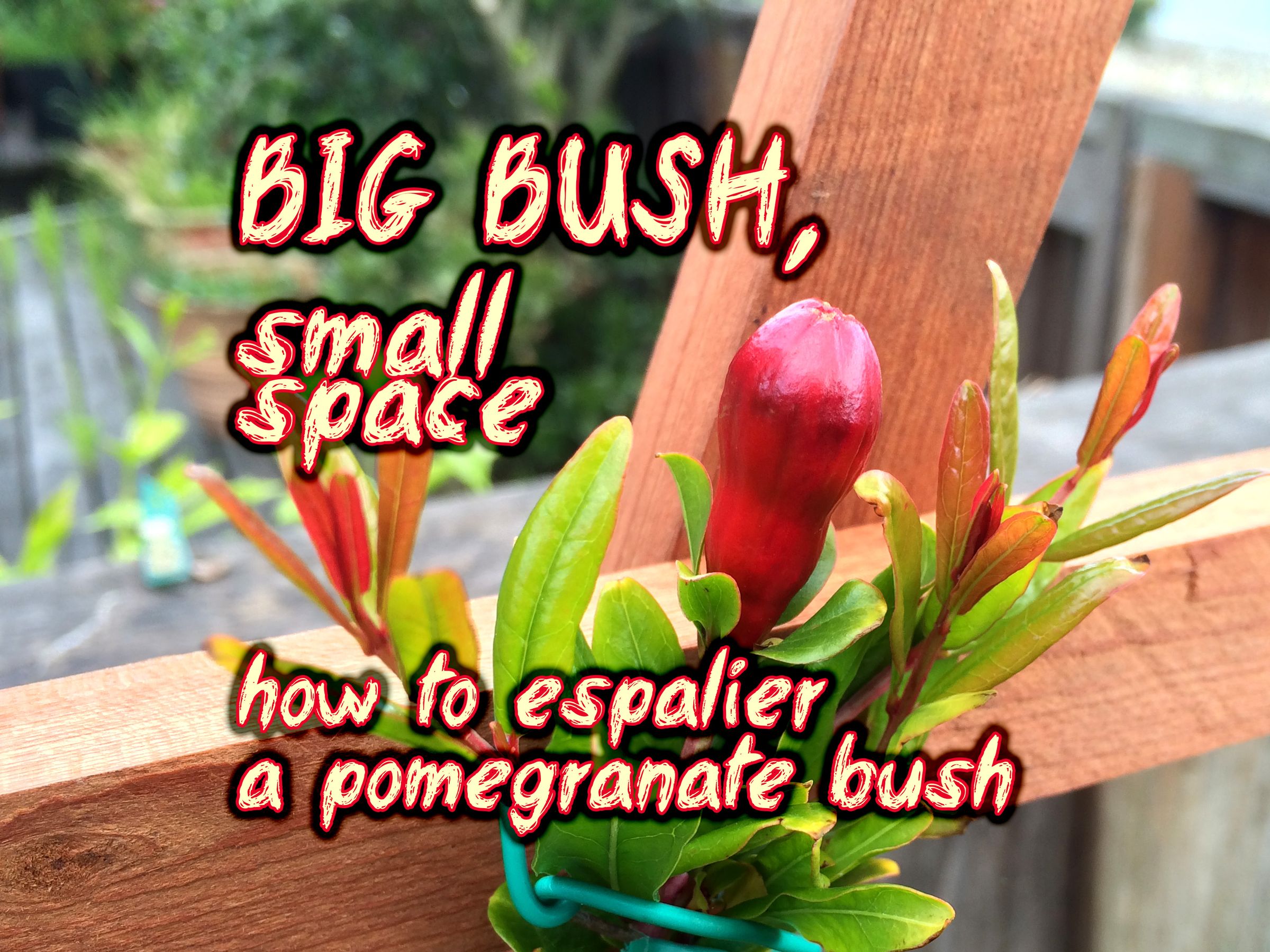 Big Bush, Small Space ~ How to Espalier a Pomegranate Bush