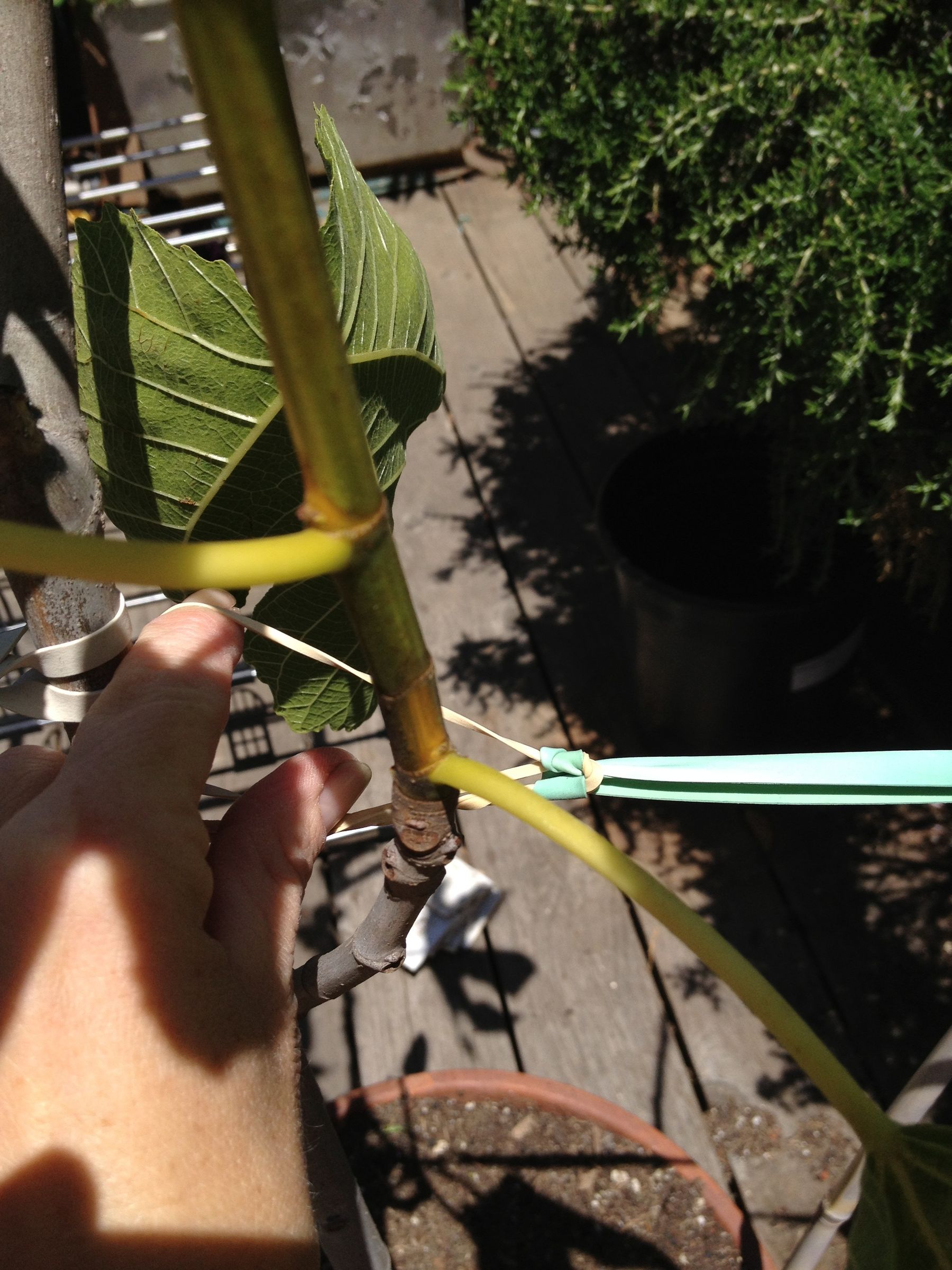 Stabilizing Tree Anchor 3 Steps Instructables