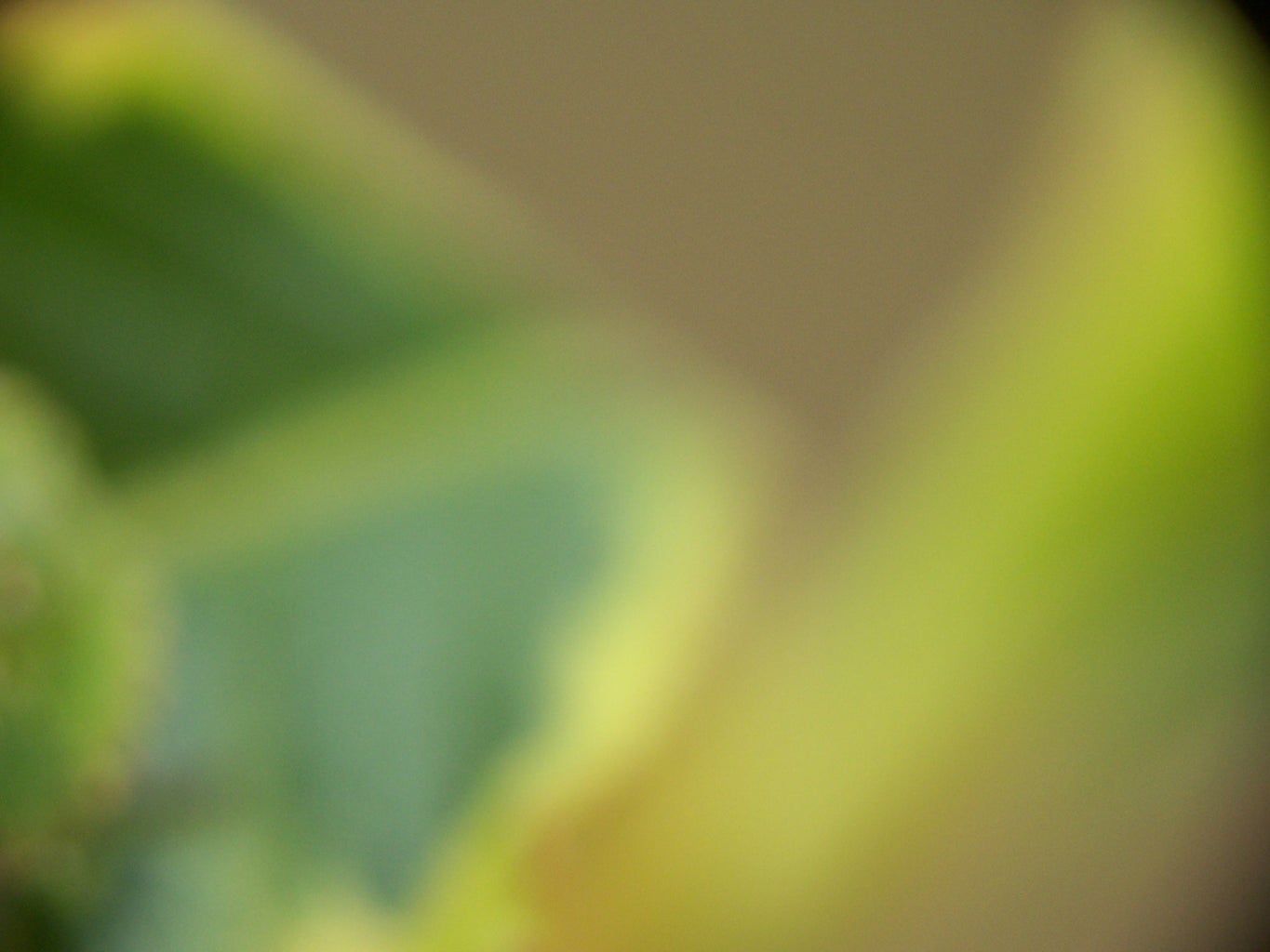 Close Up Wildlife Photography Without Hi-Tech Equipment. Update. : 7