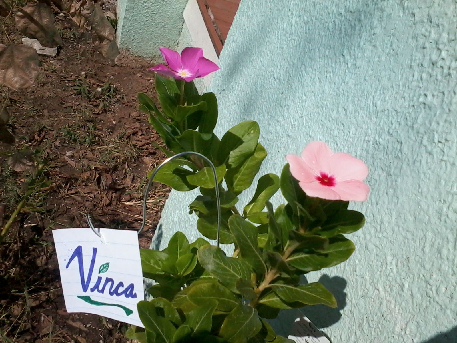 Mini Shepherd's Hook for Potted Plants