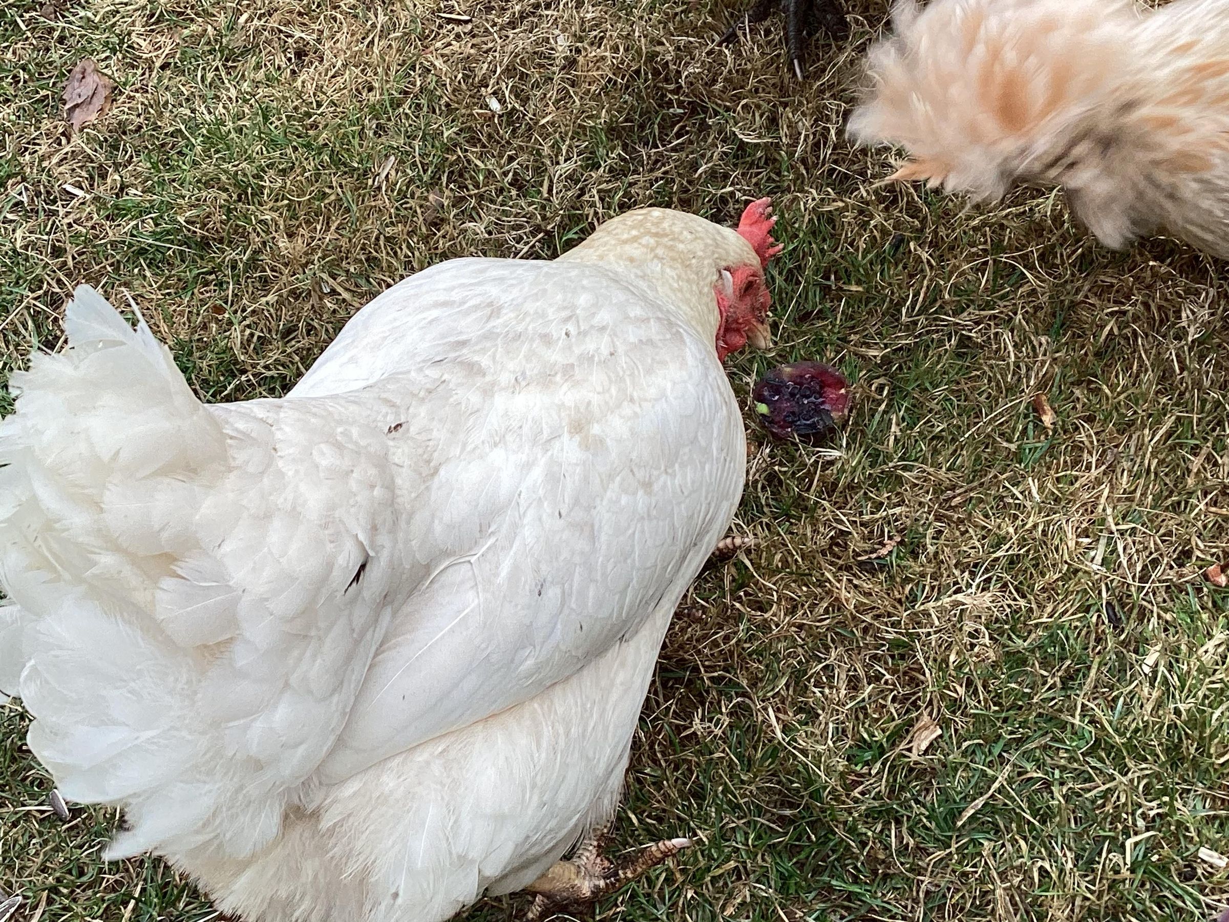 Easy Frozen Treat for Chickens! 4 Steps Instructables