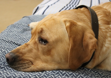DIY Luxury Leather Pet Collar
