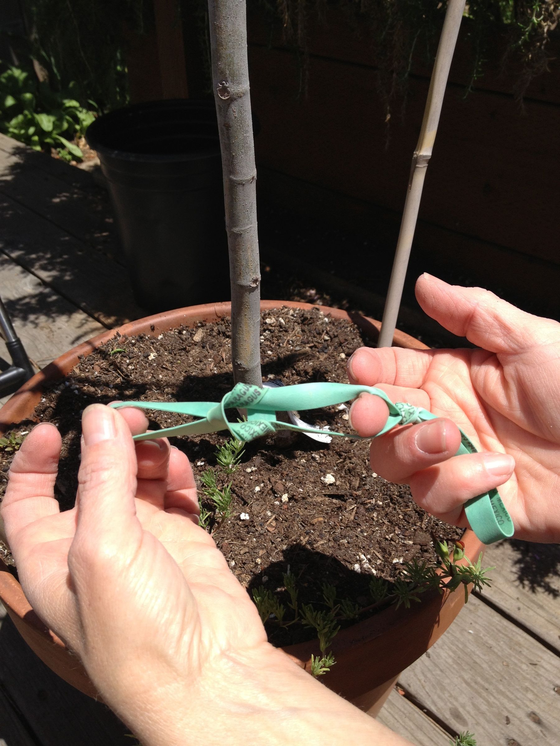 Stabilizing Tree Anchor 3 Steps Instructables