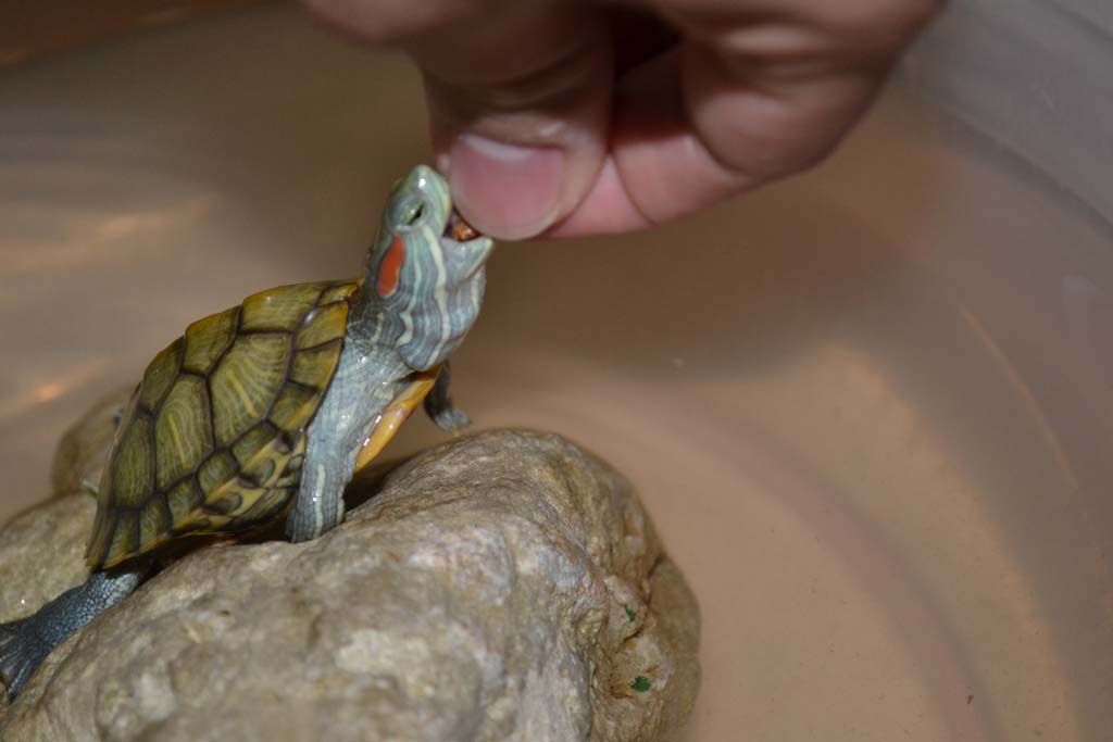 Beautiful view of Contamination Remover For Turtle Tanks