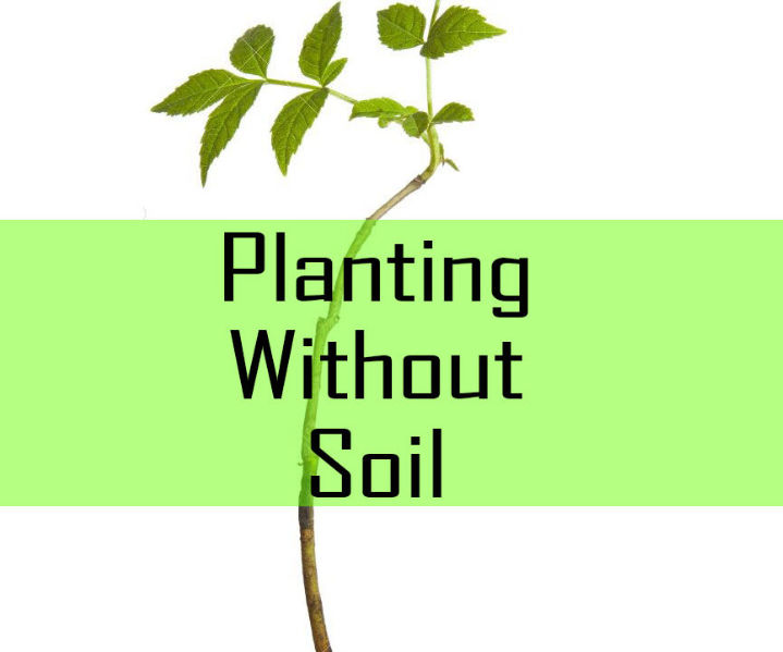 Planting Without Soil