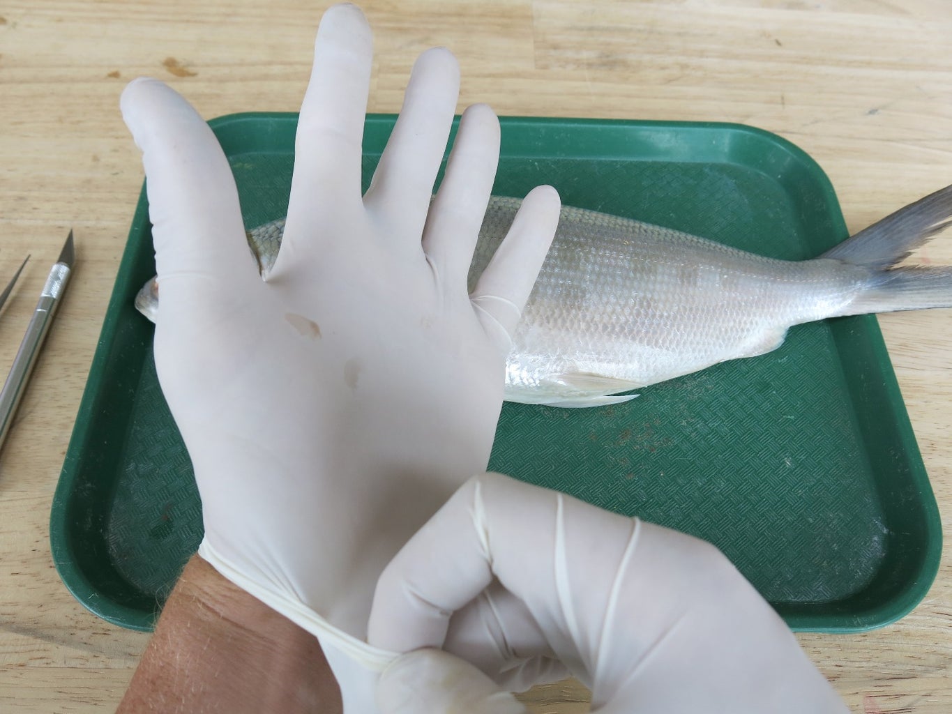 Fish Dissection! : 11 Steps (with Pictures) - Instructables
