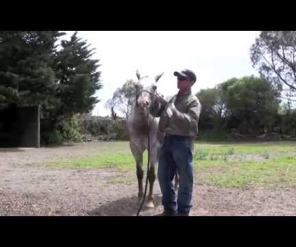  How to Worm Your Horse Easily