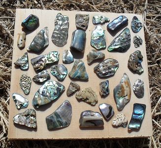 Paua Shells on a Piece of Wood