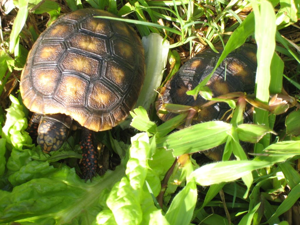 Red Footed Tortoise Diet