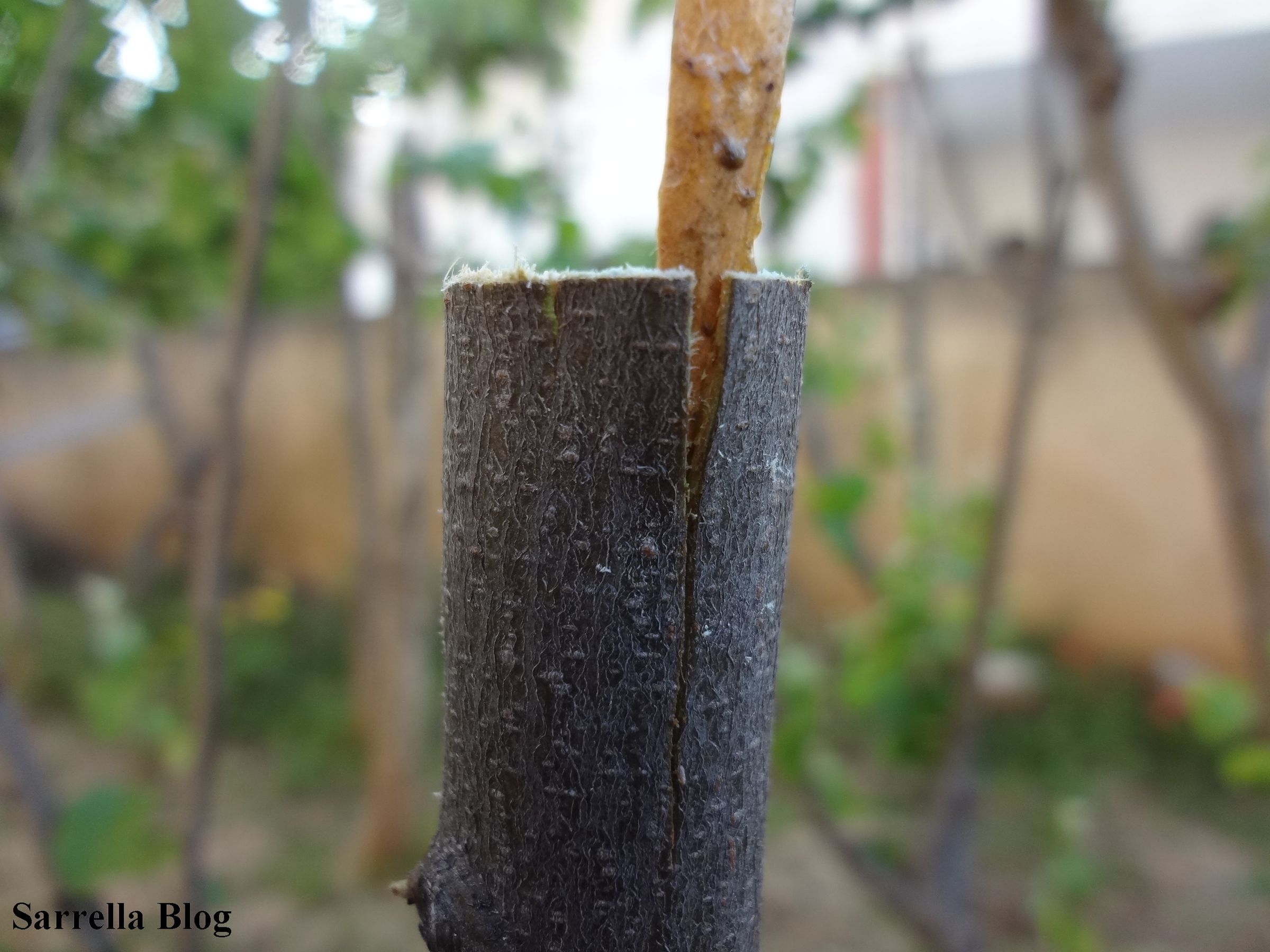 Grafting a Pear Scion to a Quince Tree 14 Steps (with Pictures