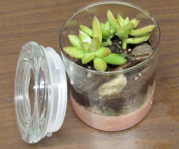 Self-Designed, Self-Sustainable Terrarium